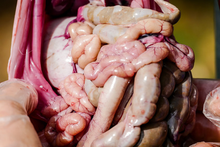 The slaughter of the animal hare Animal slaughter The death of the hare rabbitの写真素材