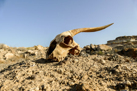 Photo Picture of the Dry Goat Skull Boneの写真素材