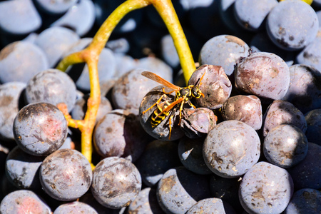 Photo Picture of a Beautiful Grape Fruit Vineyard Ready to Produce Wineの写真素材