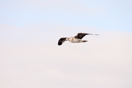 Photo Picture of a Seagull Water Bird Animalの写真素材
