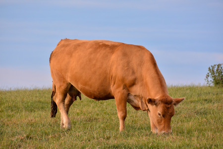 Photo Picture of Curious adult female french brown cow in a meadowの写真素材