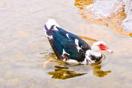 Photo picture of a Wild Animal Muskovy Duckの写真素材