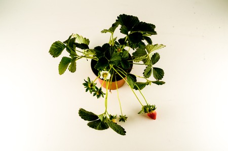 Strawberry plant with roots and soil on white backgroundの写真素材