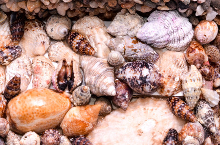Texture Background of colored round sea shells