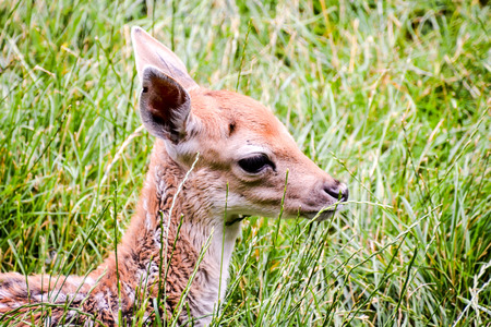 Photo PIcture of a Cute spotted fallow deerの写真素材