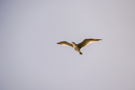 Photo Picture Image of a Flying seagull gull in the skyの写真素材