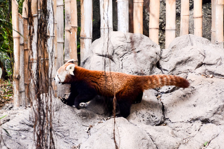 Photo Picture of Lesser Red Panda Firefox Mammal Animalの写真素材