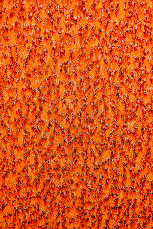 Photo Picture of the Metal Rust Corroded Textureの写真素材