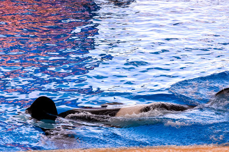 Photo Picture of a Mammal Orca Killer Whale Fish
