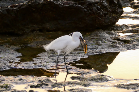 Photo Picture of a white male Egret birdの写真素材