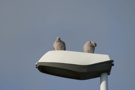 Photo Picture of two pigeons on a street light