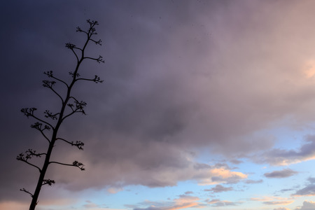 Cloudscape, Colored Clouds at Sunset near the Oceanの写真素材