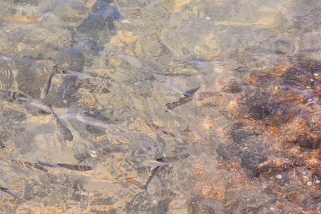Picture of the Water Pattern Texture Background