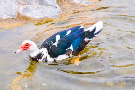 Photo picture of a Wild Animal Muskovy Duckの写真素材