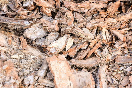 Photo Picture of the Beautiful Wood Background Texture