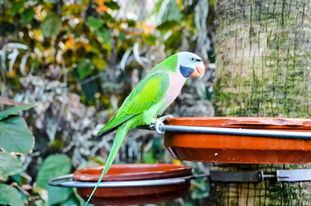 Parrot Tropical Bird with a Colroed Father