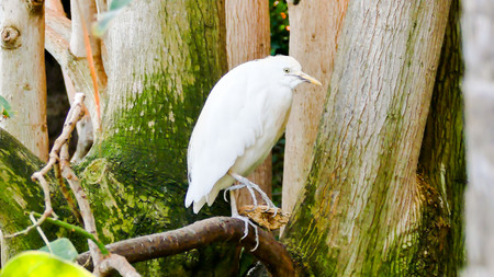 Photo Picture of a Beautiful Colored Tropical Parrotの写真素材