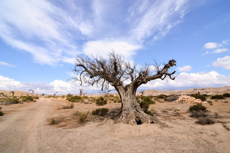 Photo Picture of a Beautiful Dry Desert Landscapeの写真素材