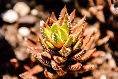 Photo Picture of a Tropical Cactus Texture Backgroundの写真素材