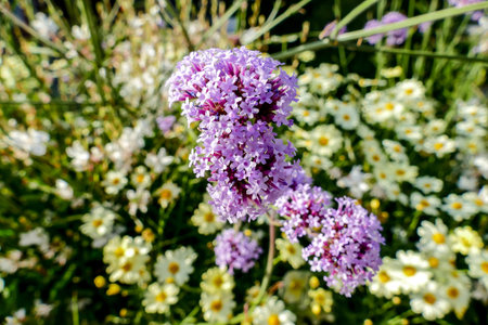 purple flowers in the garden, beautiful photo digital picture