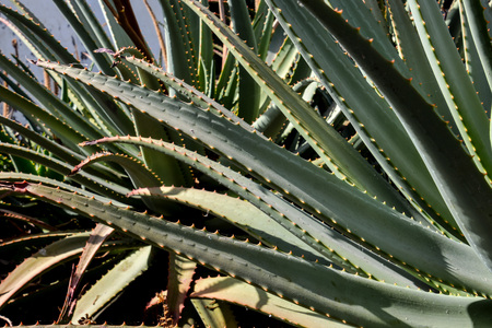 Photo Picture of Green Aloe Vera Leaf background textureの写真素材