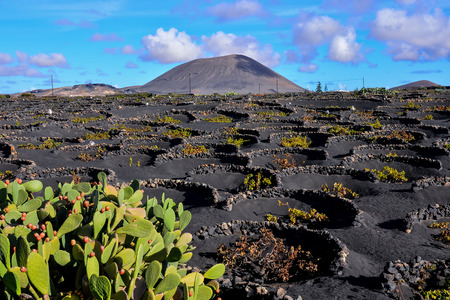 Spanish View Landscape in Lanzarote Tropical Volcanic Canary Islands Spain Typical Vineyardの写真素材