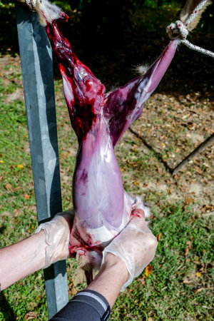 The slaughter of the animal hare Animal slaughter The death of the hare rabbit