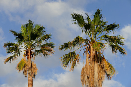 Green Palm Canarian Tree on the Blue Sky Backgroundの写真素材