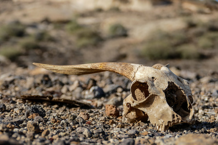 Photo Picture of the Dry Goat Skull Boneの写真素材