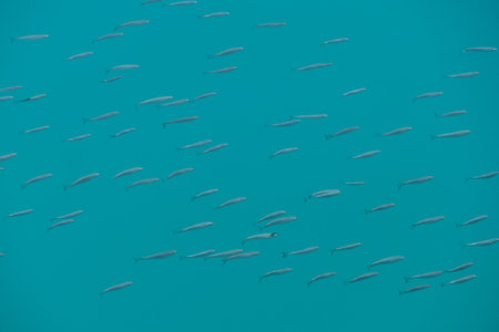 Photo Picture Image of many fishes pisces in the water