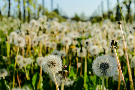 dandelion in grass, beautiful photo digital pictureの写真素材