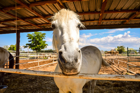 Photo picture of beautiful Horse on a farmの写真素材