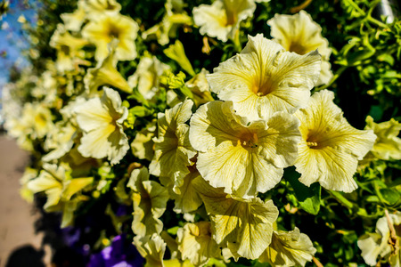 yellow flowers in garden, beautiful photo digital pictureの写真素材