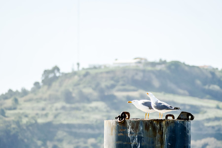 seagulls on boat, beautiful photo digital pictureの写真素材