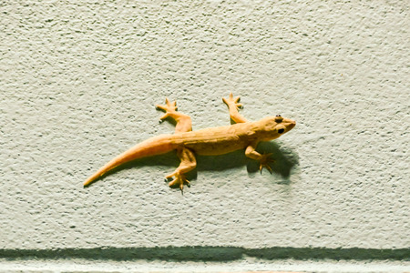 gecko on wall, beautiful photo digital pictureの写真素材