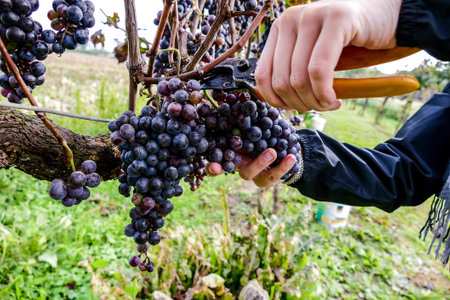 Grapes harvest of vineyard in north italy, red grapes for wine