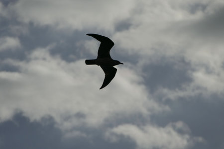 Photo Picture of backlight seagull silhouette flying in the sky