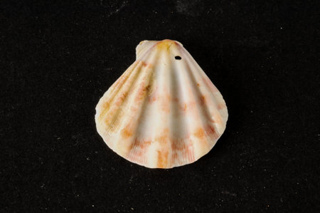 Photo picture of a Seashell background texture