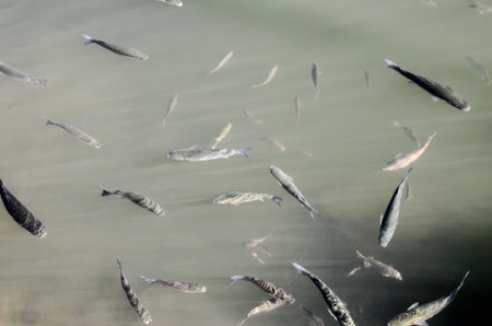 Photo of a lot of fish in the water
