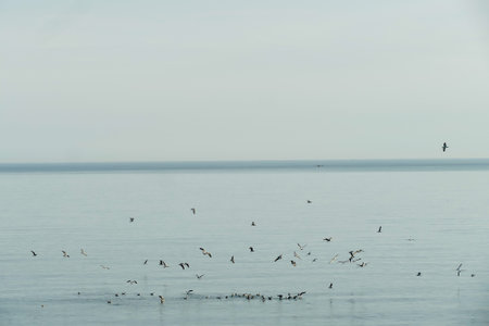 flock of seagulls on beach, beautiful photo digital picture