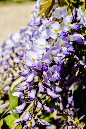 purple flowers of lilac, beautiful photo digital pictureの写真素材