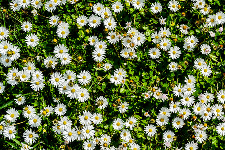 field of daisies, beautiful photo digital pictureの写真素材