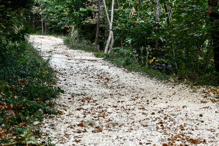 path in forest, beautiful photo digital pictureの写真素材