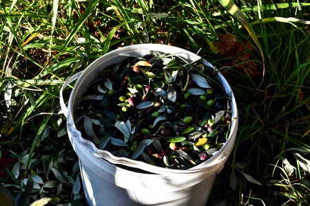 bucket of flowers, beautiful photo digital pictureの写真素材