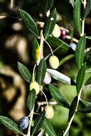 olives on tree, beautiful photo digital pictureの写真素材