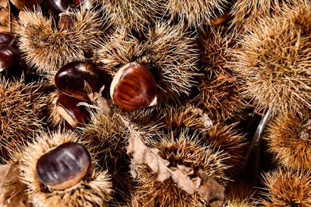 chestnuts on a backgroundの写真素材