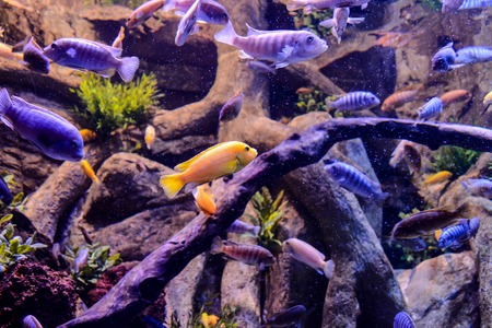 Photo Picture an Acquarium Full of Beautiful Tropical Fishesの写真素材