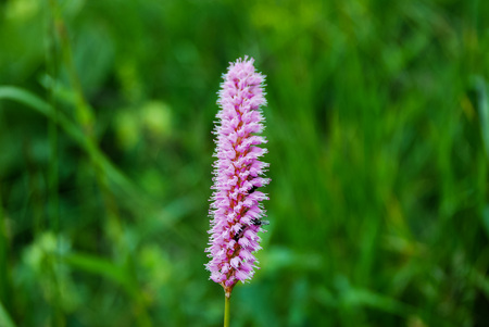 flowers in the garden, beautiful photo digital pictureの写真素材