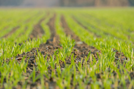 green wheat field in spring, beautiful photo digital picture