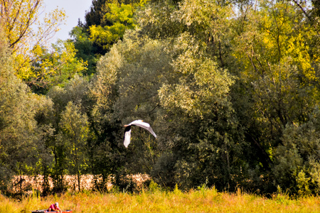 Photo Picture of Beautiful  Wild Brenta River in North Italyの写真素材